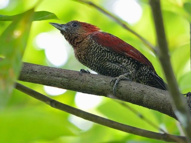 Banded Woodpecker - ML61961671