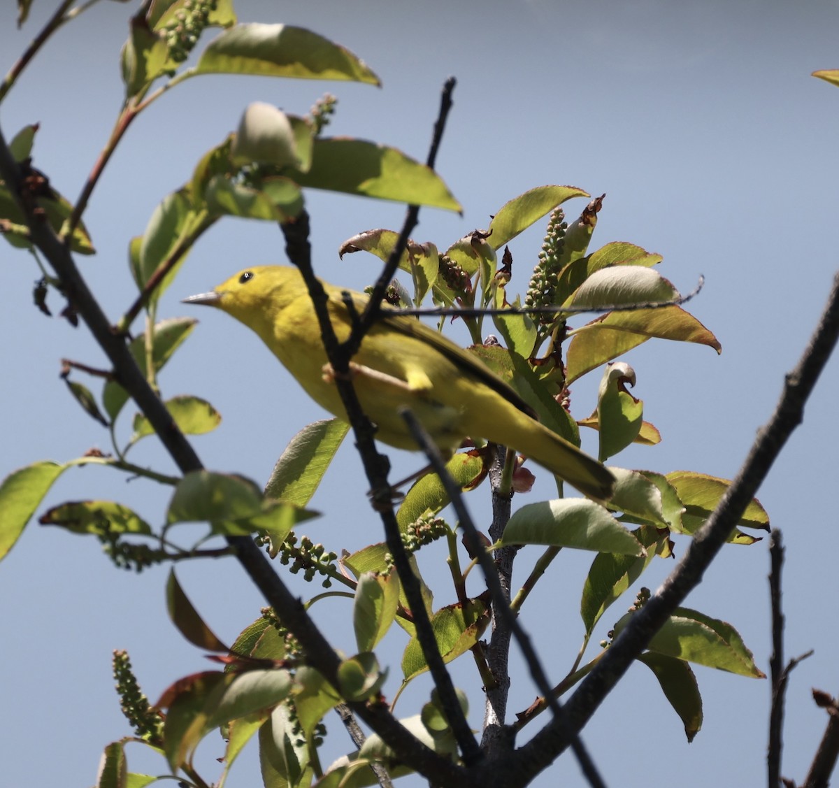 Yellow Warbler - ML619616720