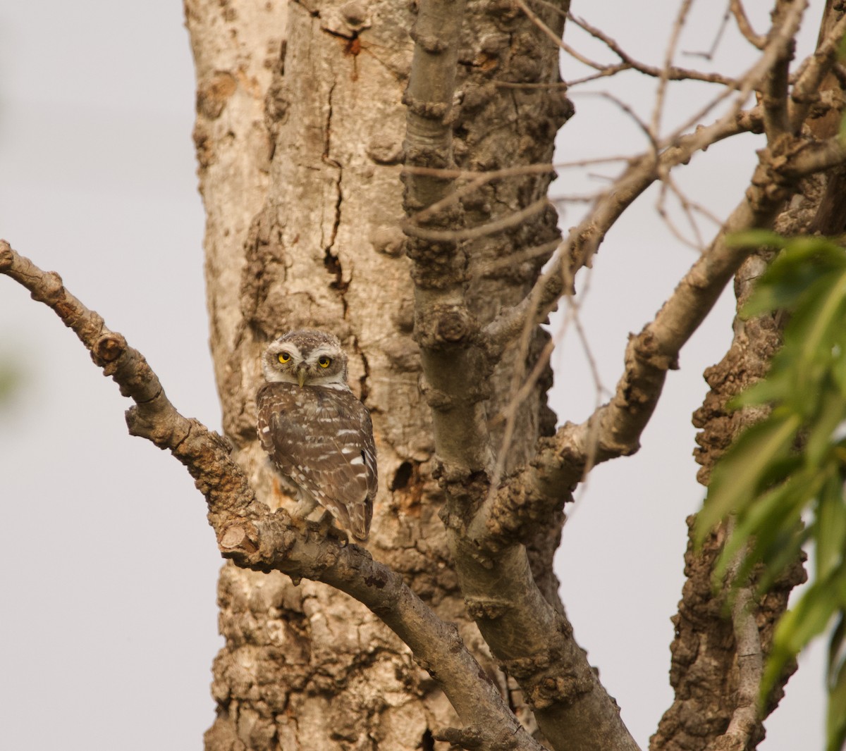 Spotted Owlet - ML619616749