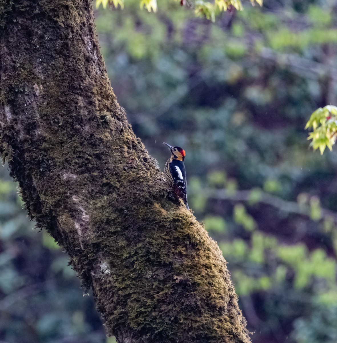 Darjeeling Woodpecker - ML619616751