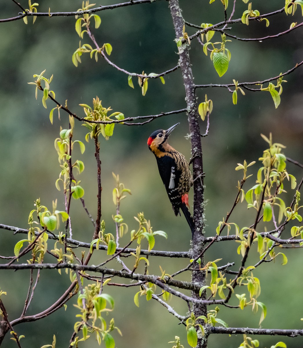 Darjeeling Woodpecker - ML619616752