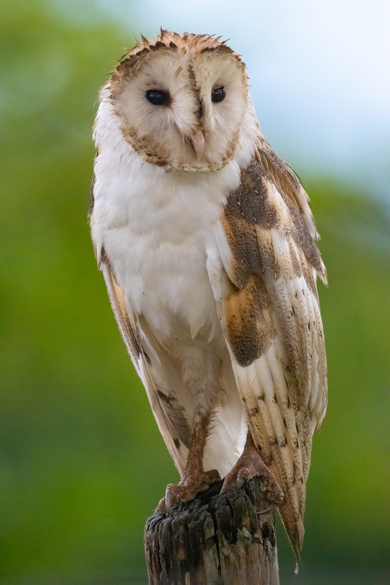 Barn Owl - ML619616796