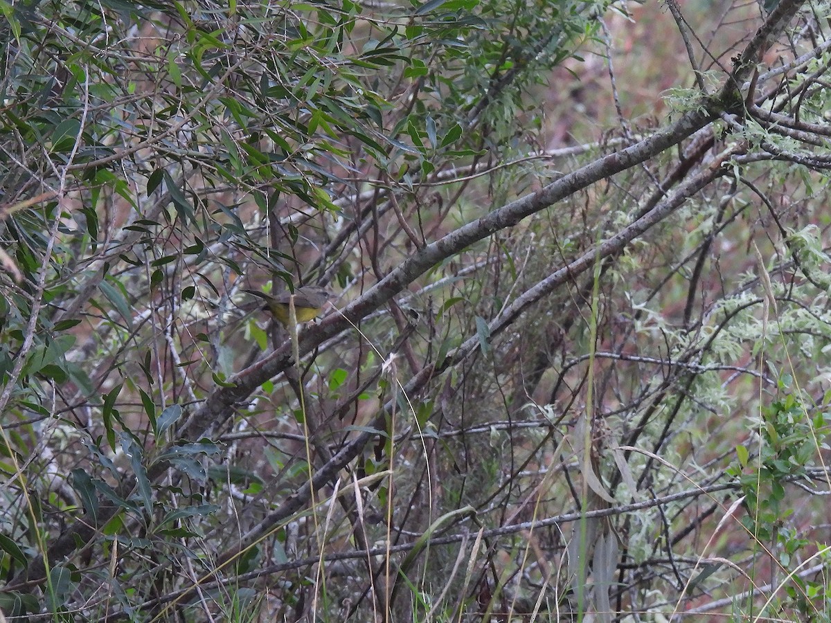 Golden-crowned Warbler - ML619616815