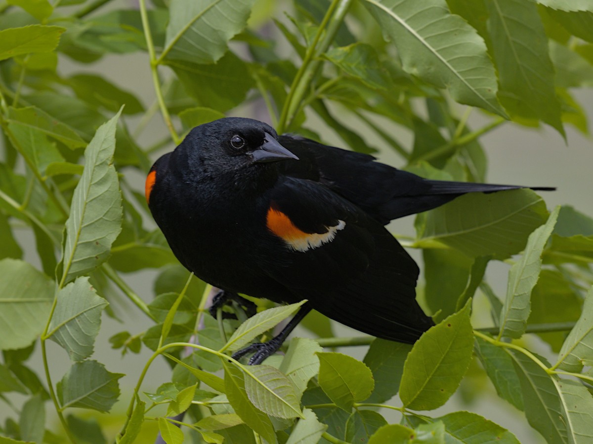 Red-winged Blackbird - ML619616819