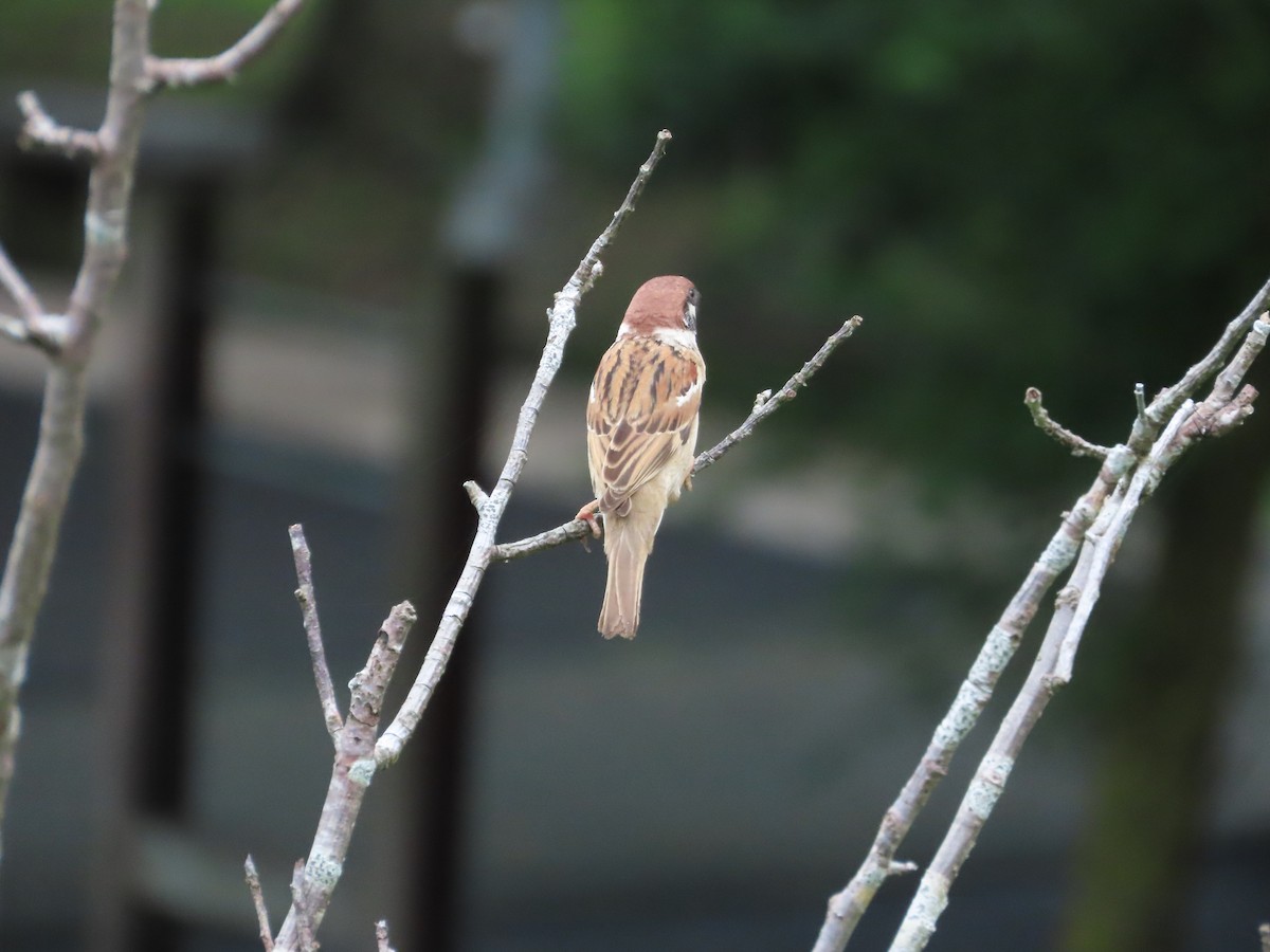 Eurasian Tree Sparrow - ML619616847
