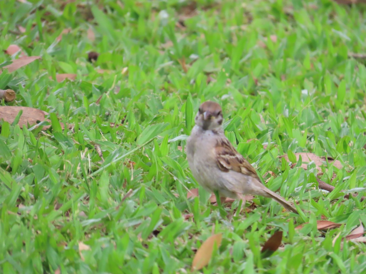 Eurasian Tree Sparrow - ML619616848