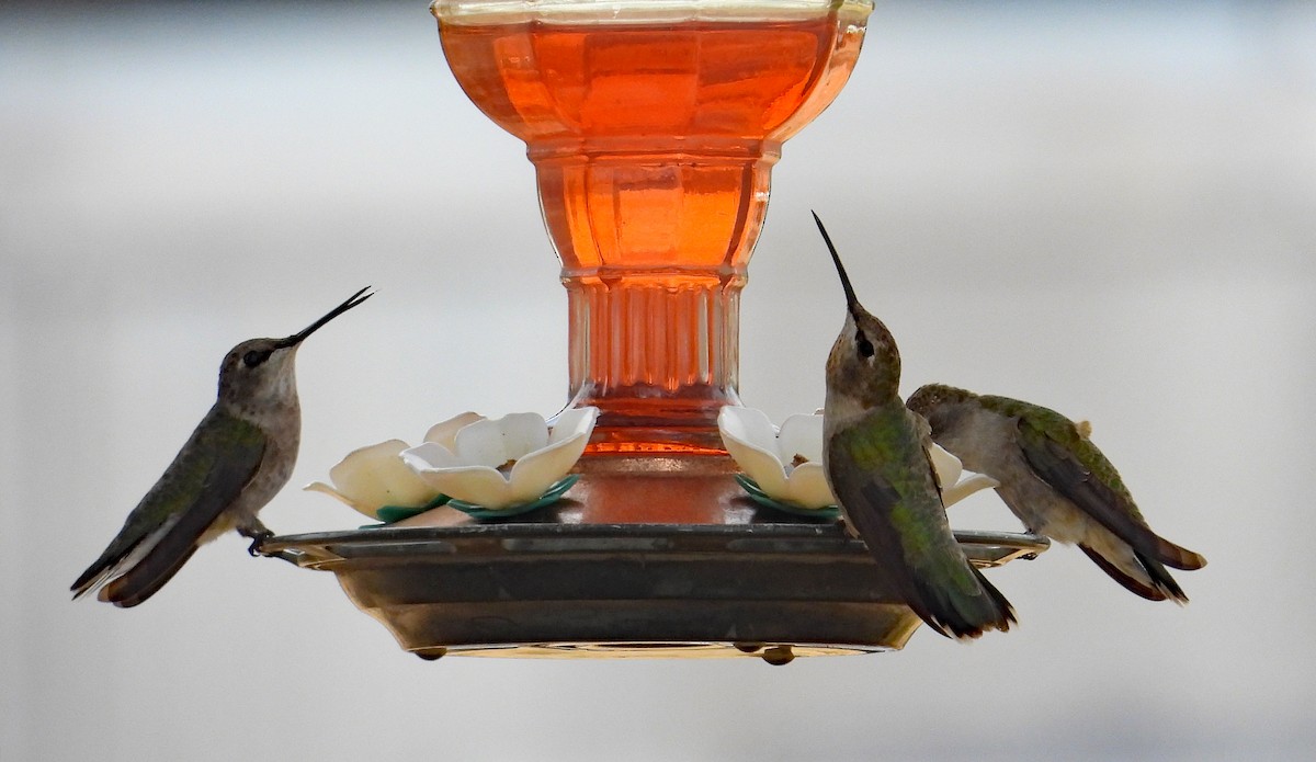 Black-chinned Hummingbird - ML619616852