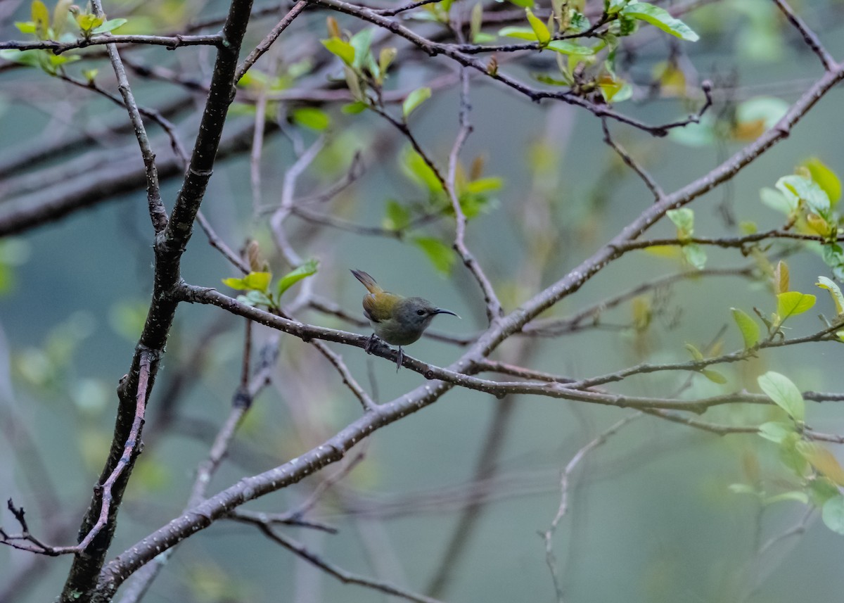 Green-tailed Sunbird - ML619616866