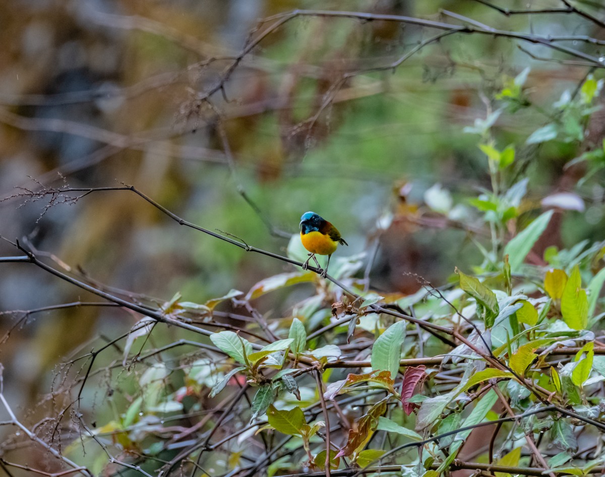 Green-tailed Sunbird - ML619616869