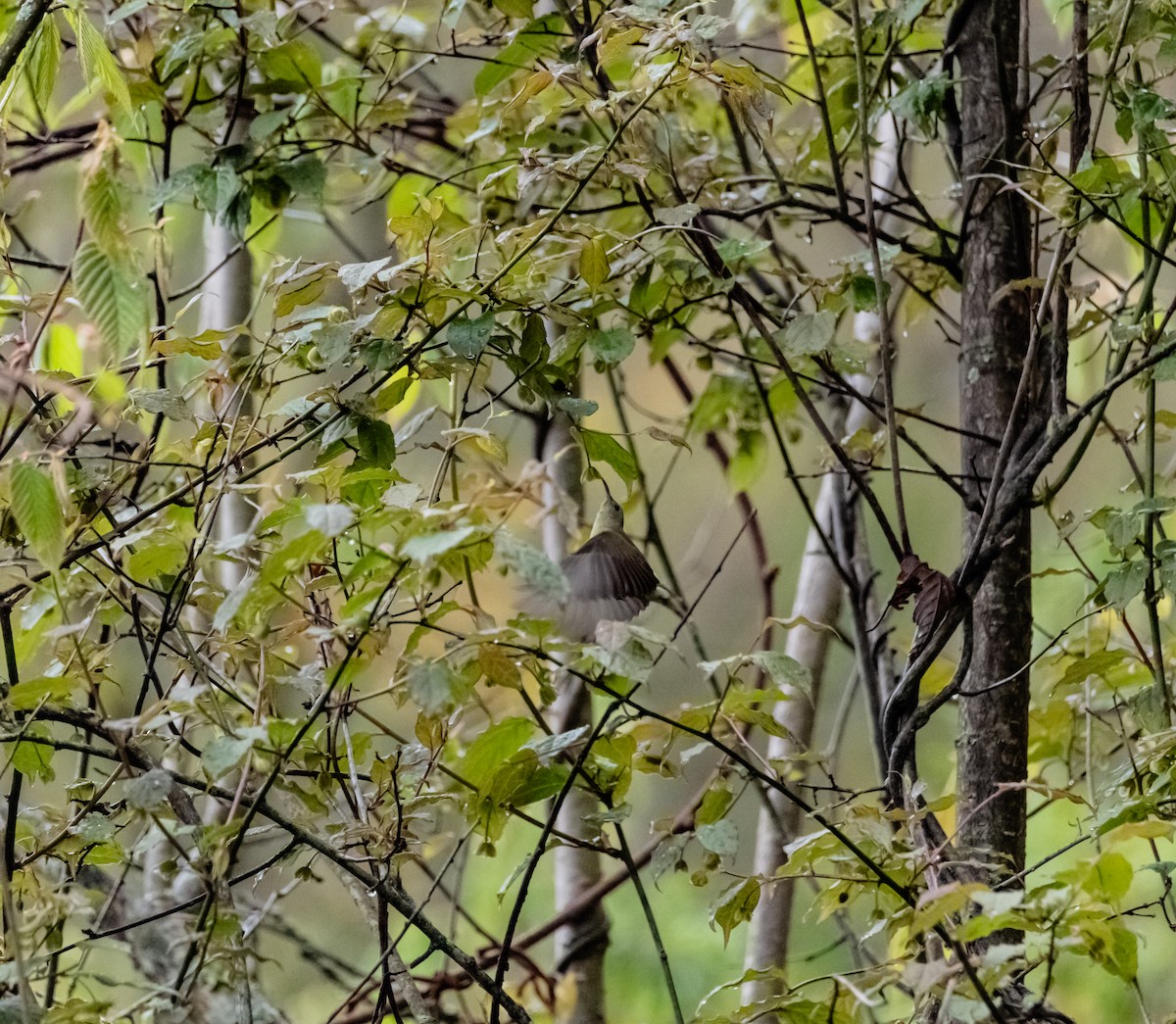 Green-tailed Sunbird - ML619616872
