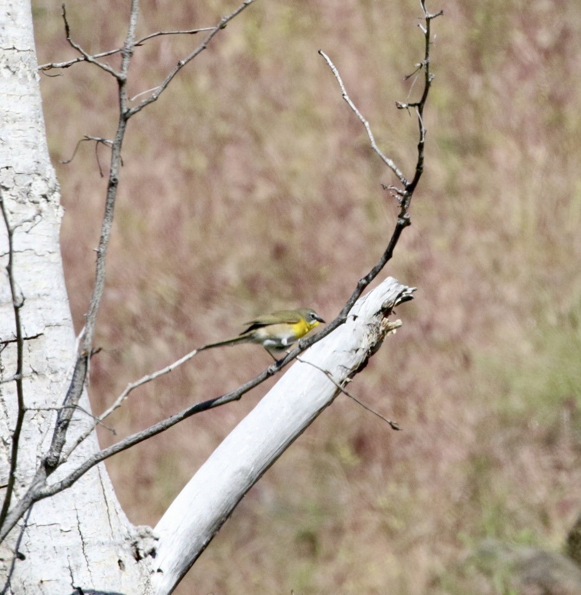 Yellow-breasted Chat - ML619616892