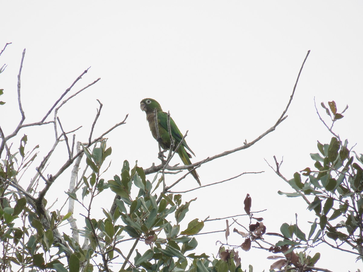 Olive-throated Parakeet - ML619616968