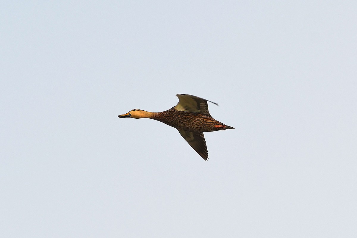 Mottled Duck - ML619617020