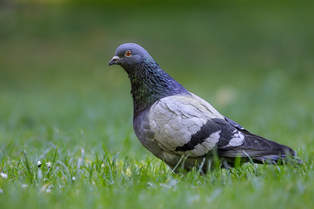 Rock Pigeon (Feral Pigeon) - ML619617067