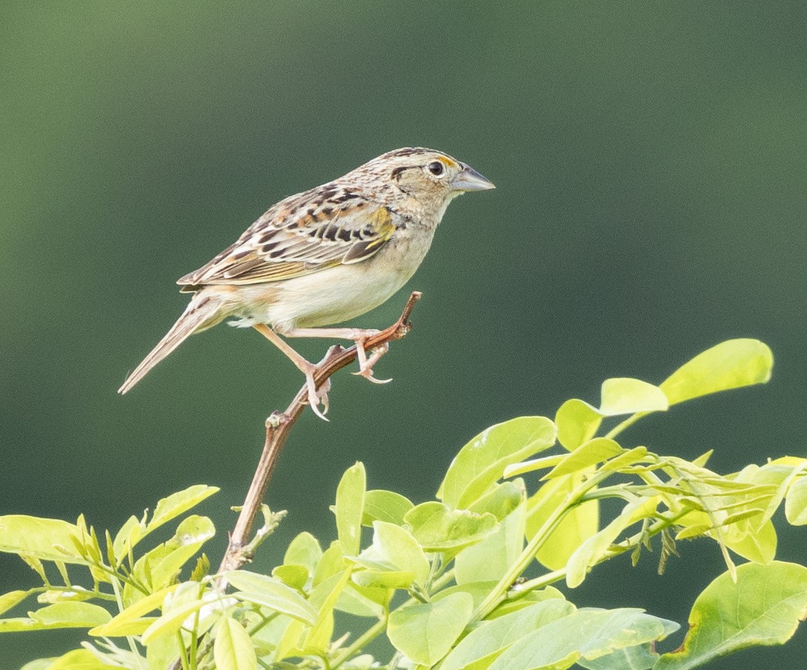 Grasshopper Sparrow - ML619617085