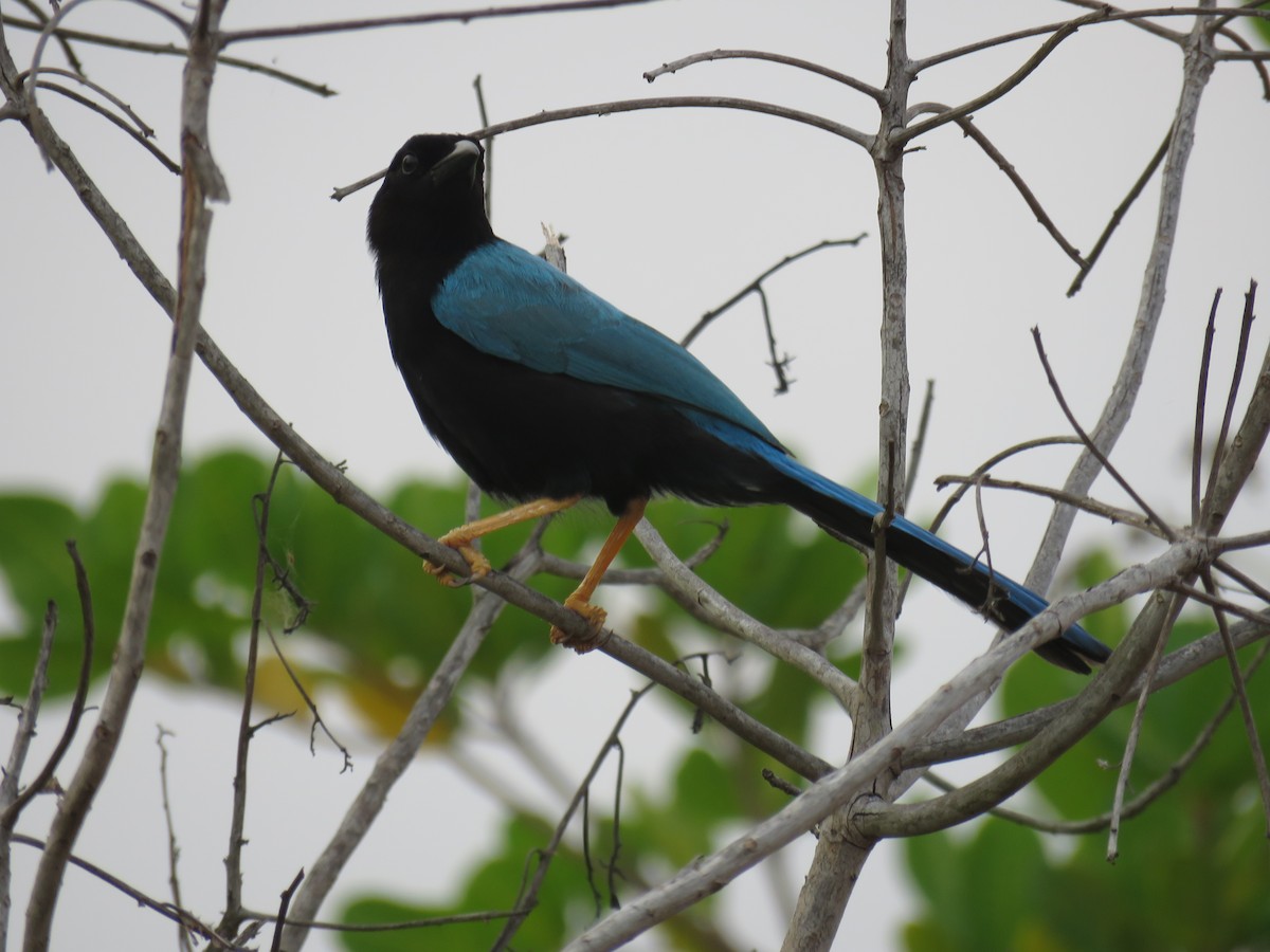 Yukatan Mavi Kargası - ML619617099