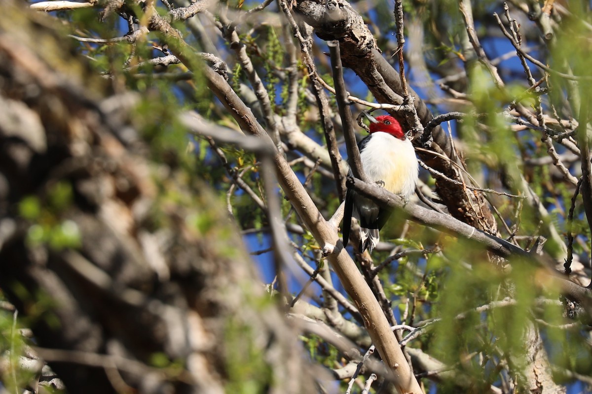 Red-headed Woodpecker - ML619617160