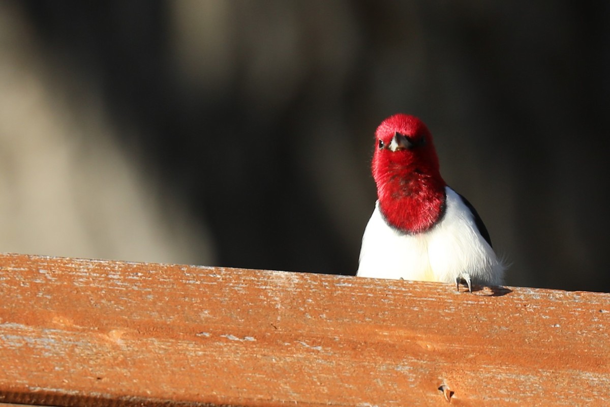 Red-headed Woodpecker - ML619617161