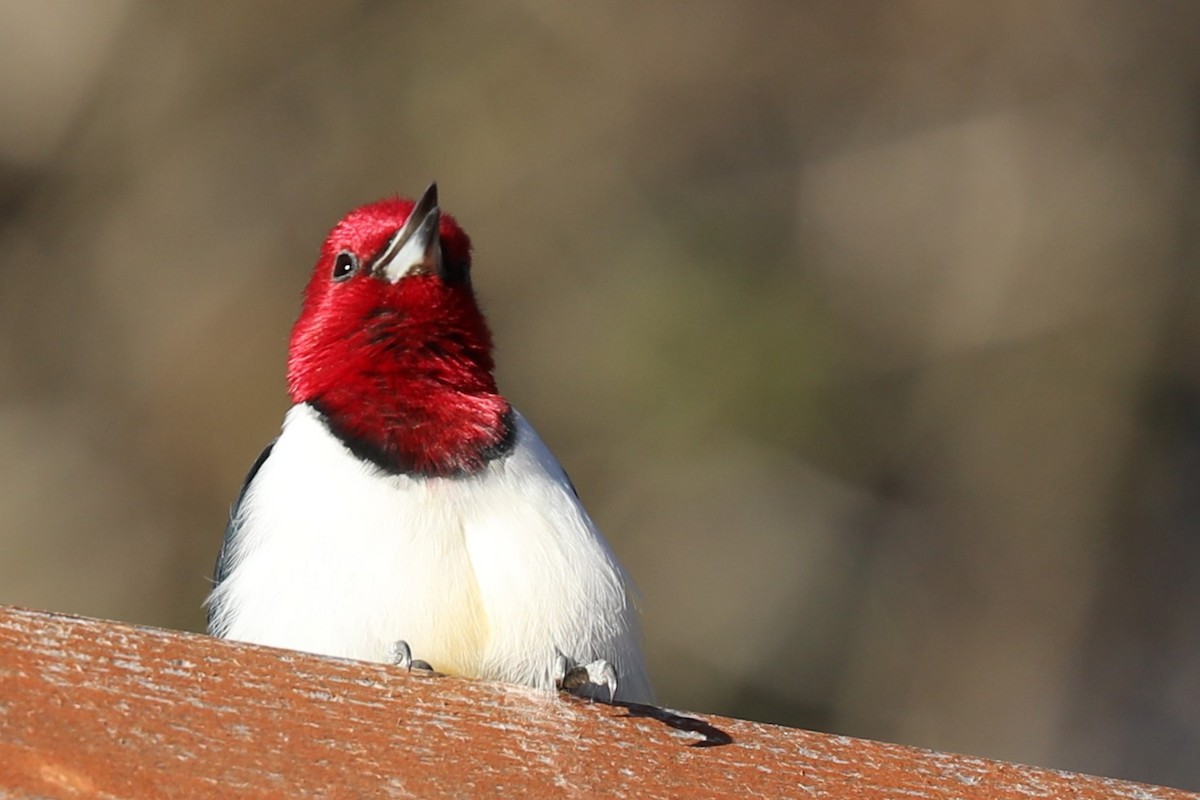 Red-headed Woodpecker - ML619617164