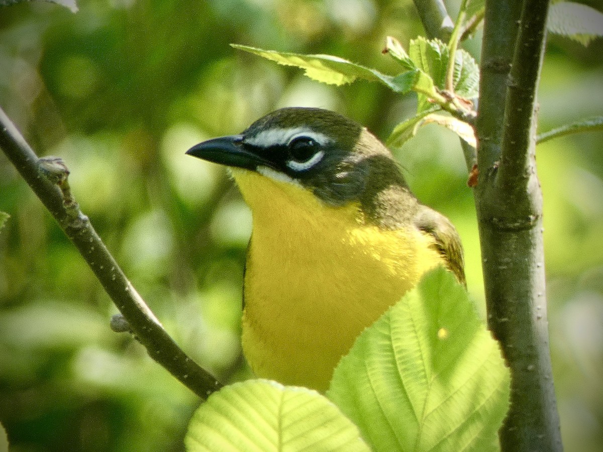 Yellow-breasted Chat - ML619617180