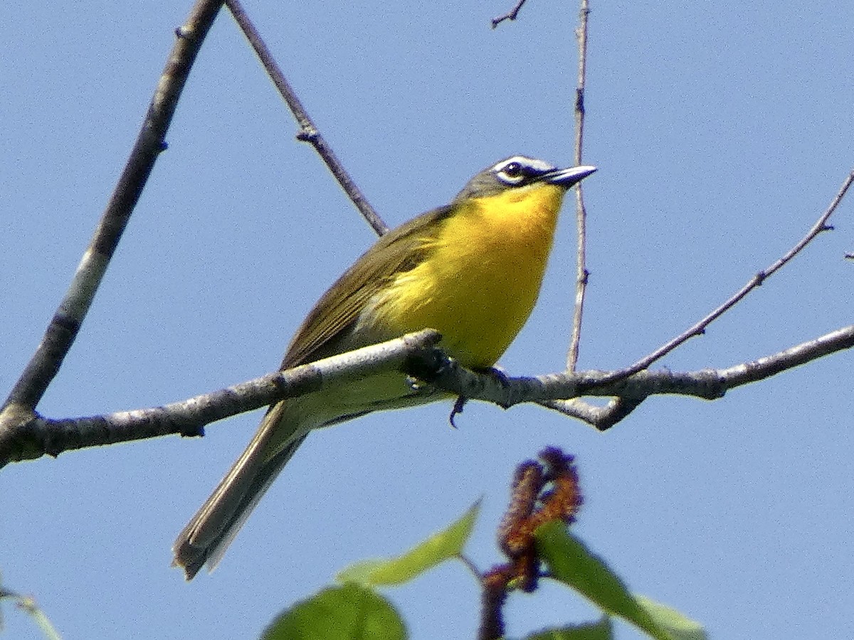 Yellow-breasted Chat - ML619617207