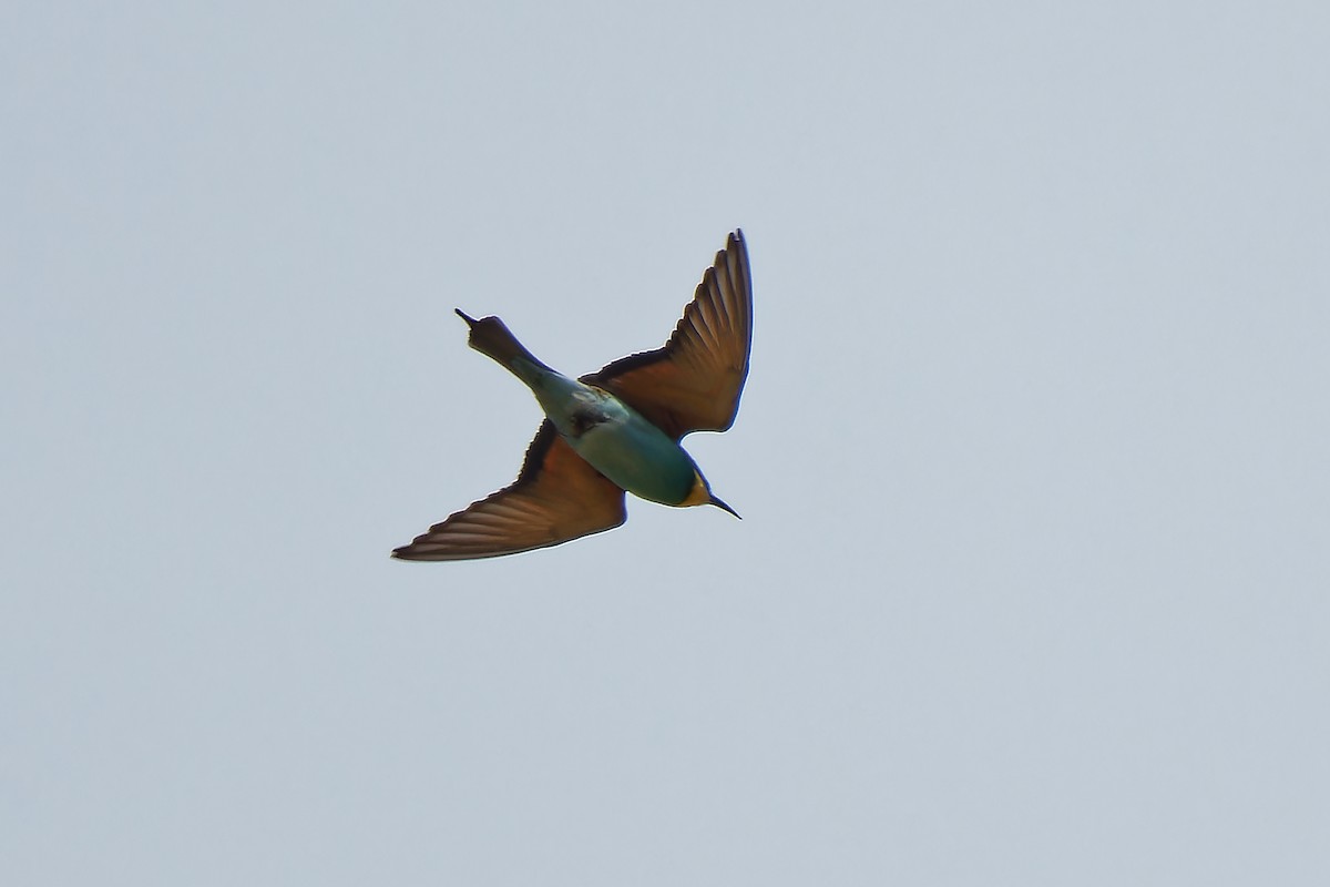 European Bee-eater - ML619617259