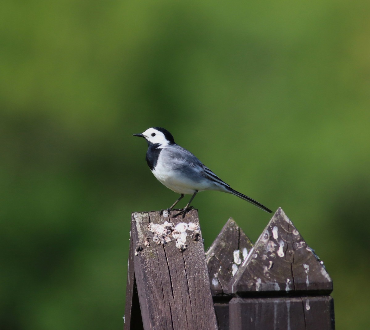 White Wagtail (White-faced) - ML619617300