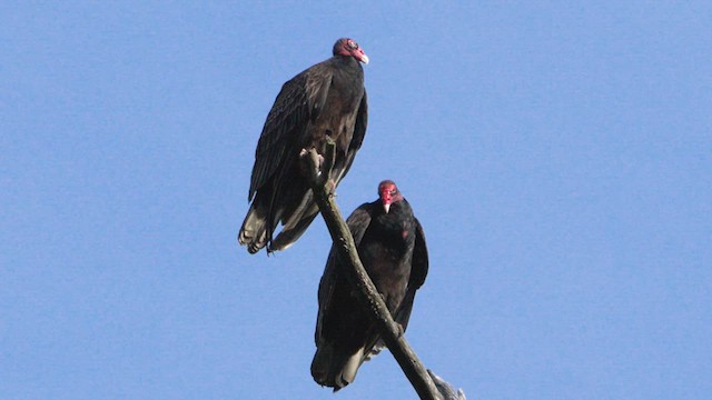 Turkey Vulture - ML619617444
