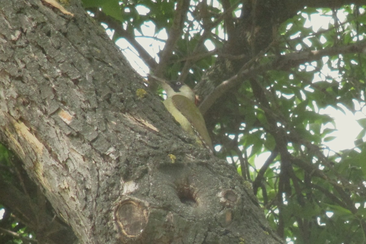 Eurasian Green Woodpecker - ML619617483