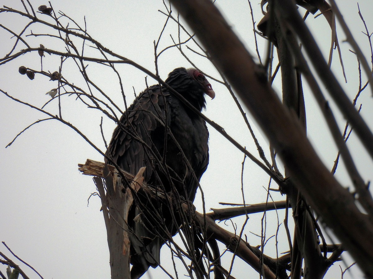 Turkey Vulture - ML619617485