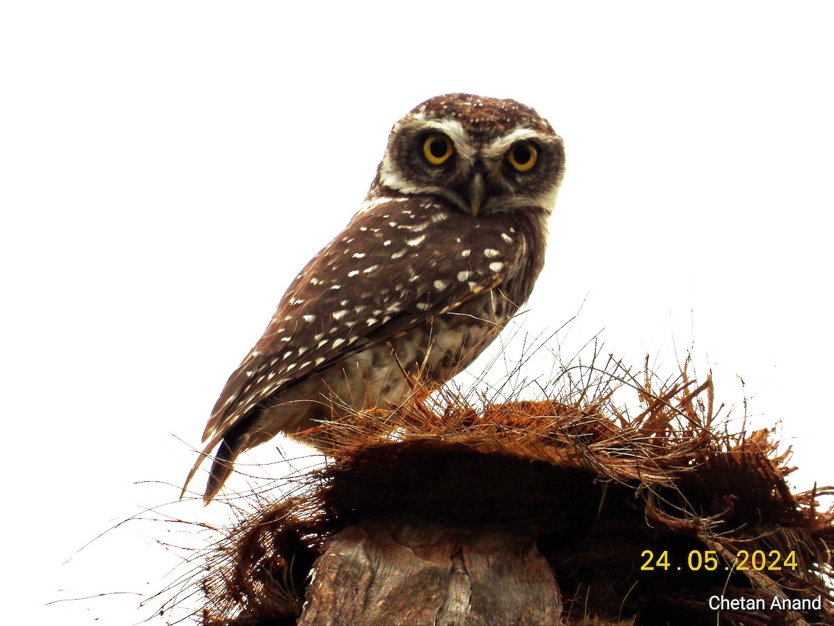 Spotted Owlet - ML619617555