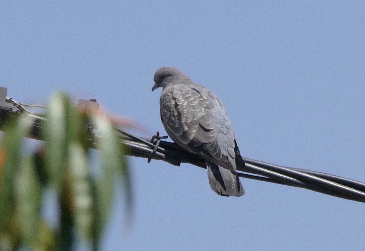 holub skvrnokřídlý (ssp. albipennis) - ML619617559