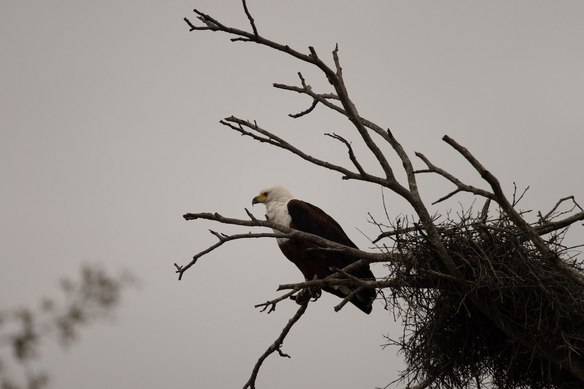 African Fish-Eagle - ML619617566