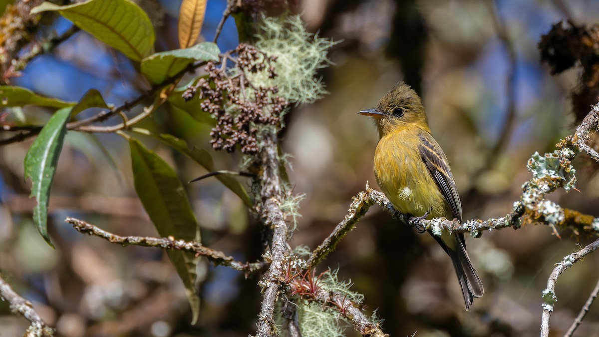 Ochraceous Pewee - ML619617585