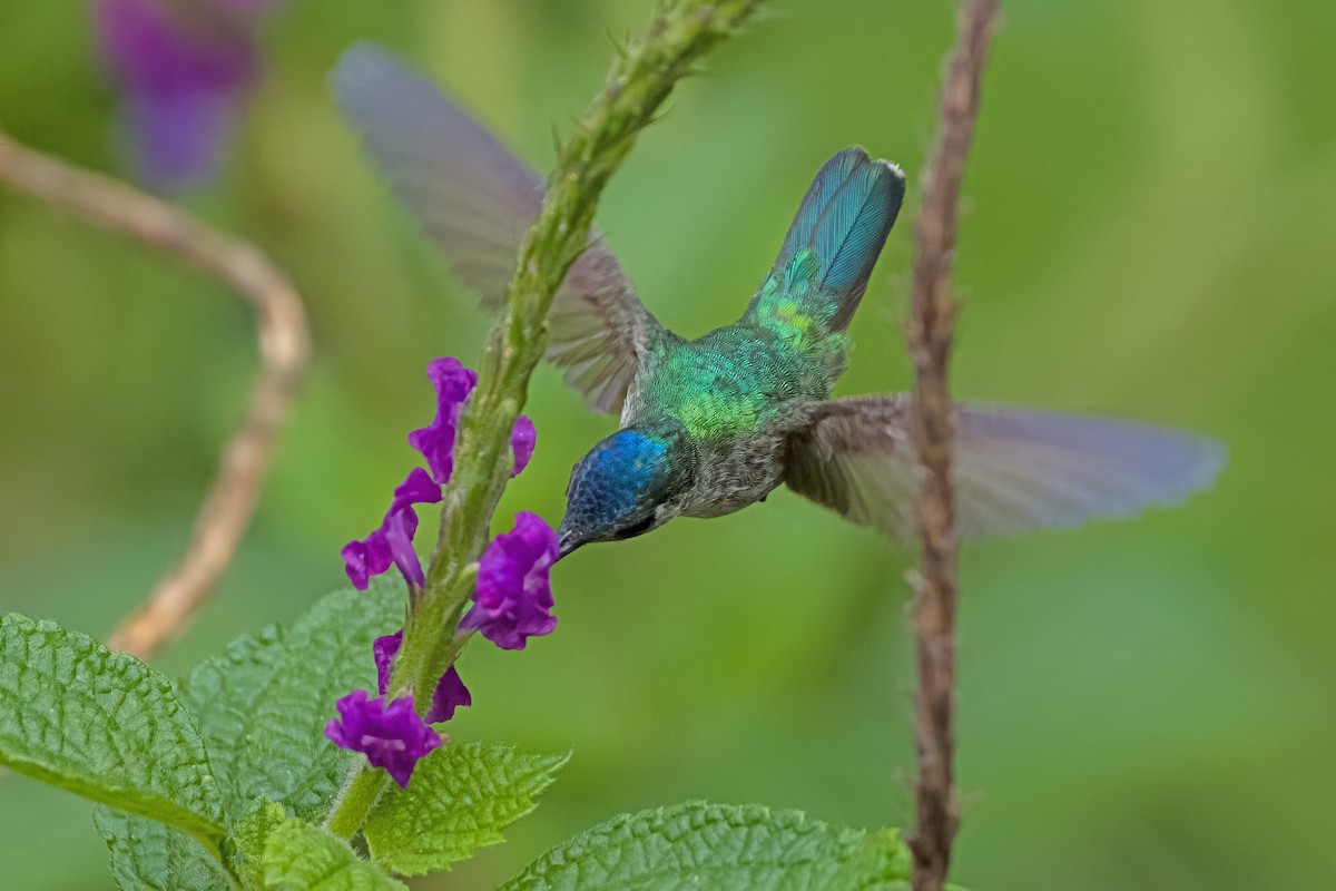 Violet-headed Hummingbird - ML619617607