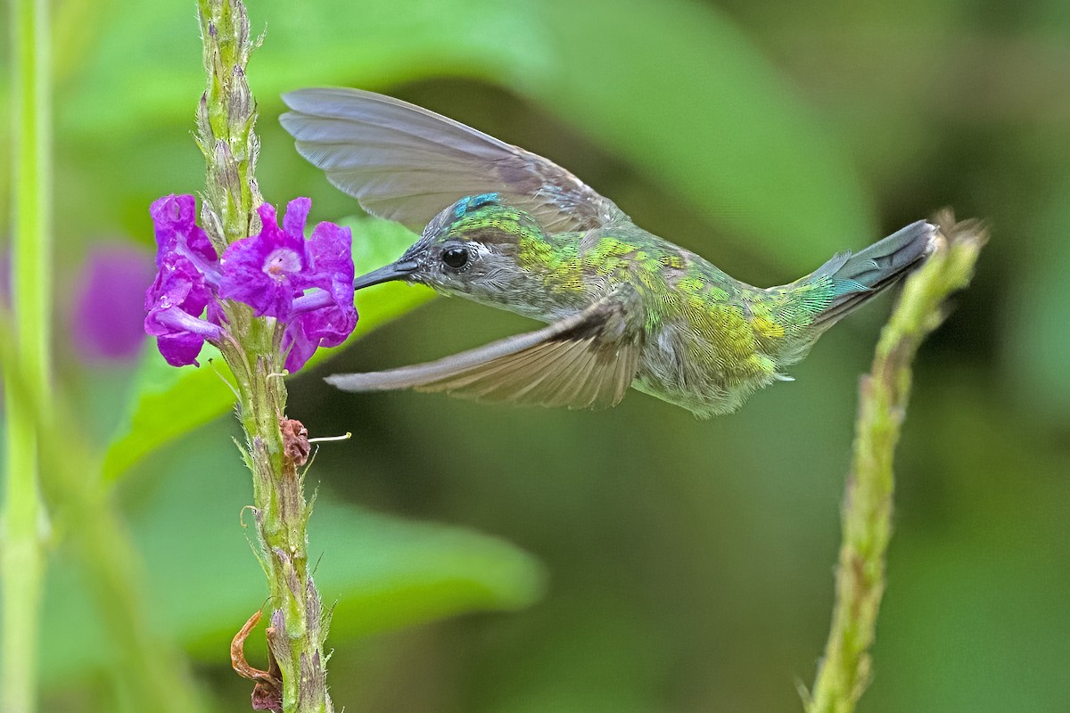 Violet-headed Hummingbird - ML619617612