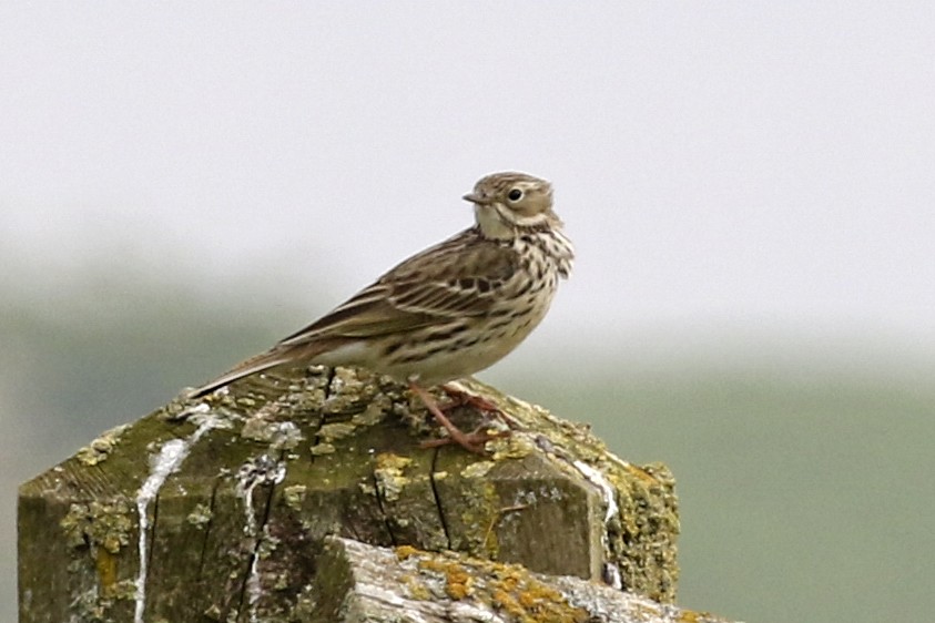 Meadow Pipit - ML619617614