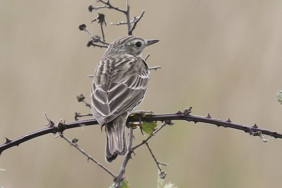 Meadow Pipit - ML619617615