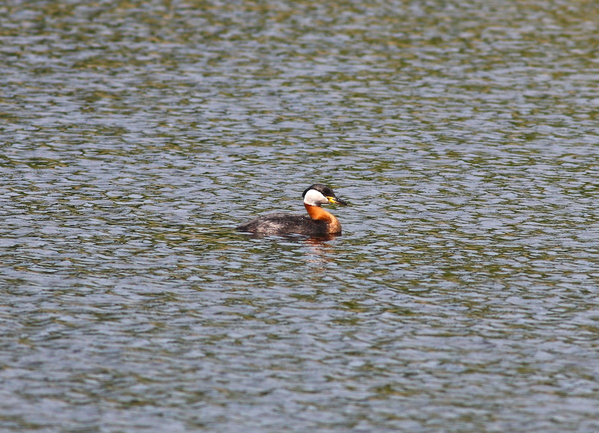 Red-necked Grebe - ML619617686