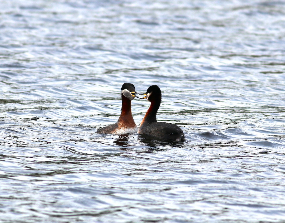 Red-necked Grebe - ML619617687