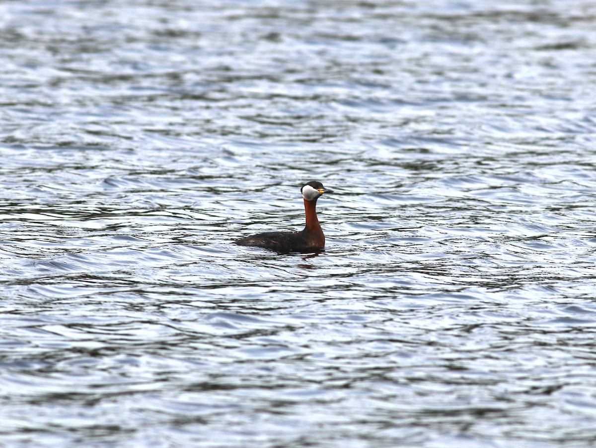 Red-necked Grebe - ML619617688