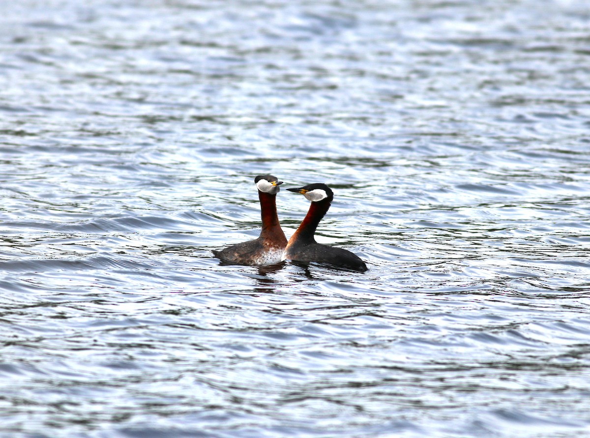Red-necked Grebe - ML619617689