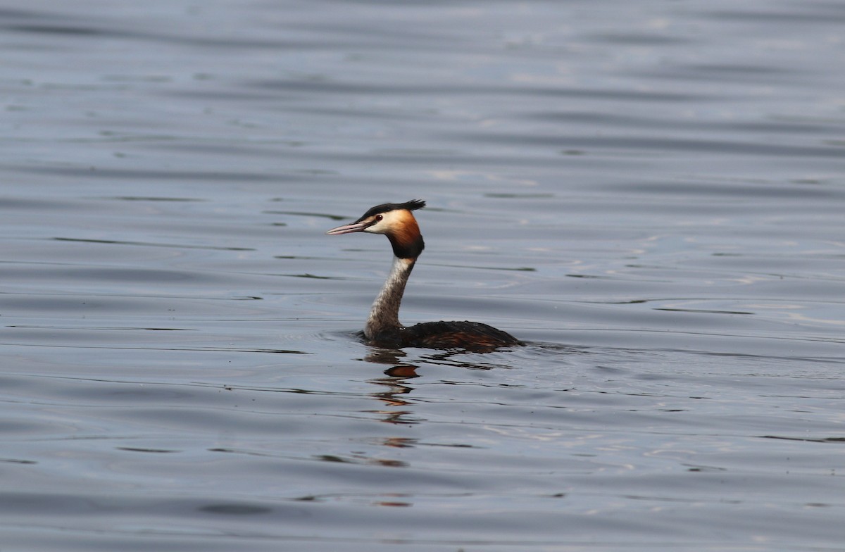 Great Crested Grebe - ML619617694