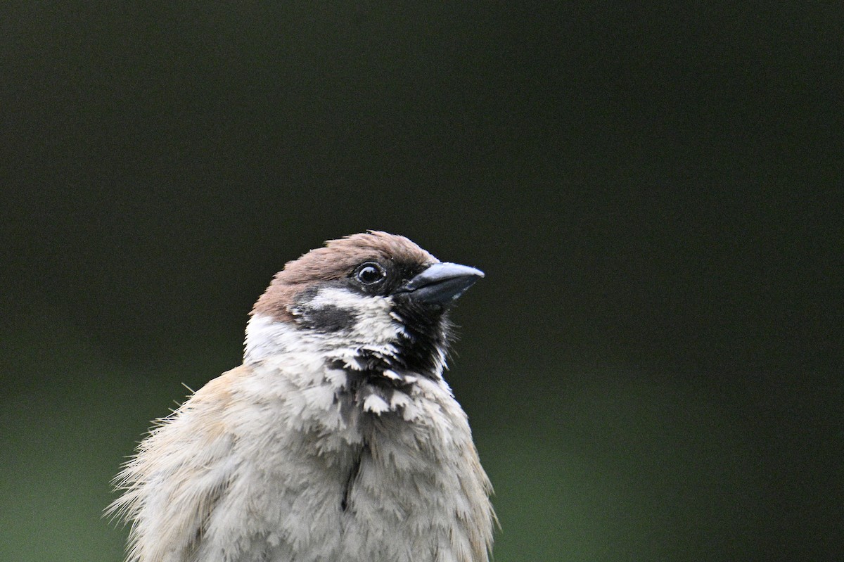Eurasian Tree Sparrow - ML619617697