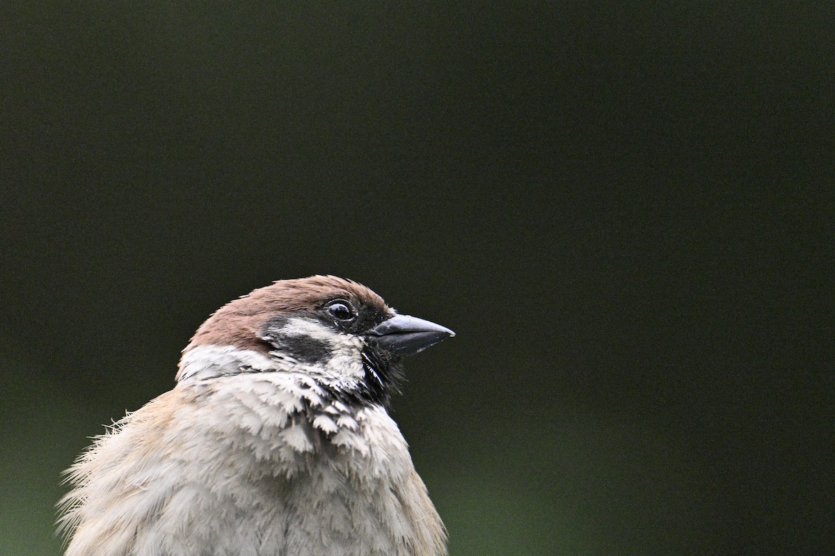 Eurasian Tree Sparrow - ML619617698