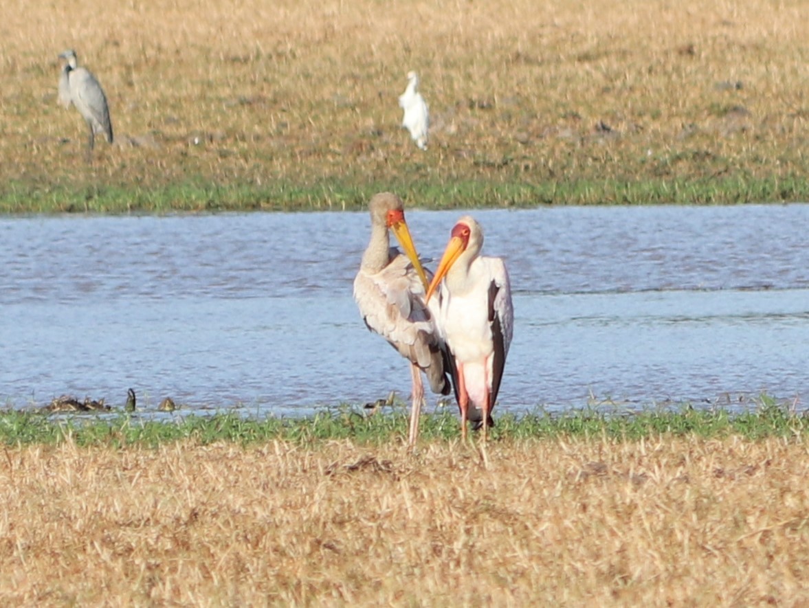 Yellow-billed Stork - ML619617743