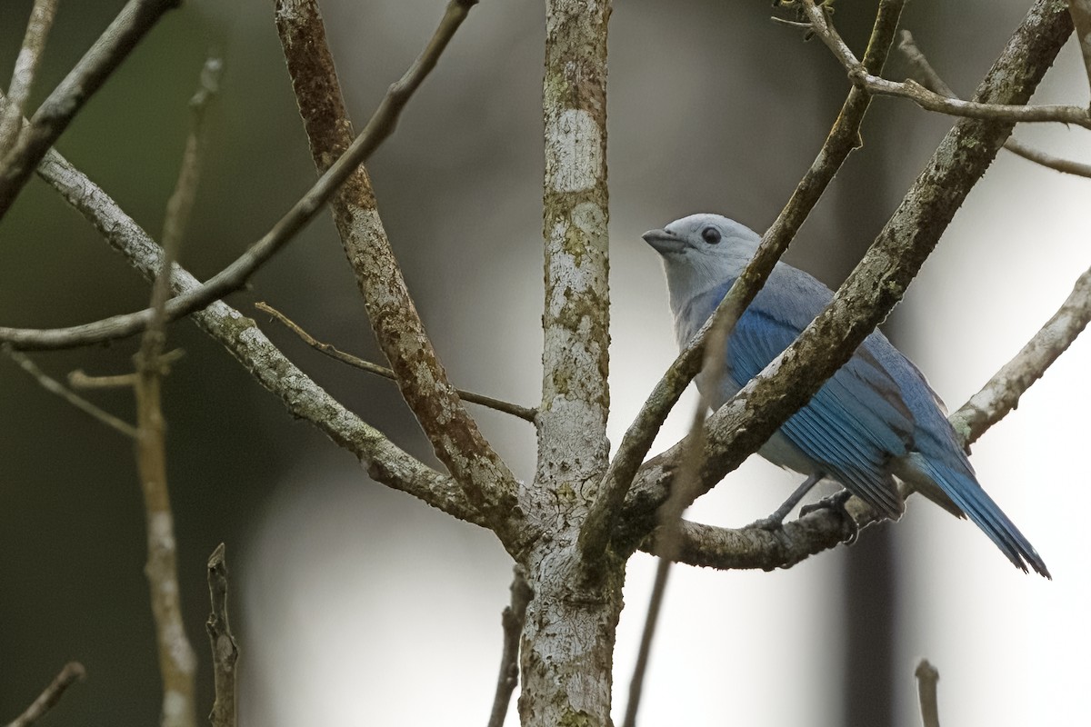 Blue-gray Tanager - ML619617778