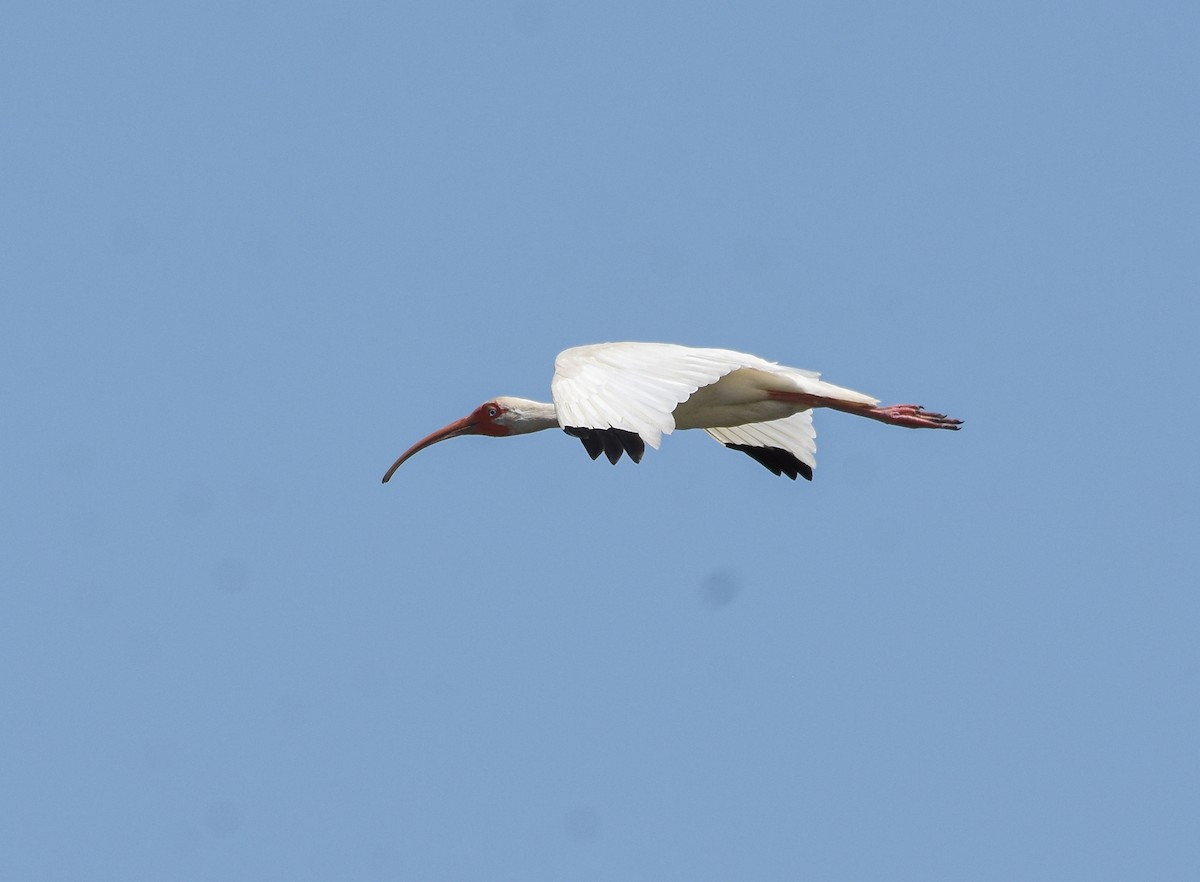 Ibis blanc - ML619617784