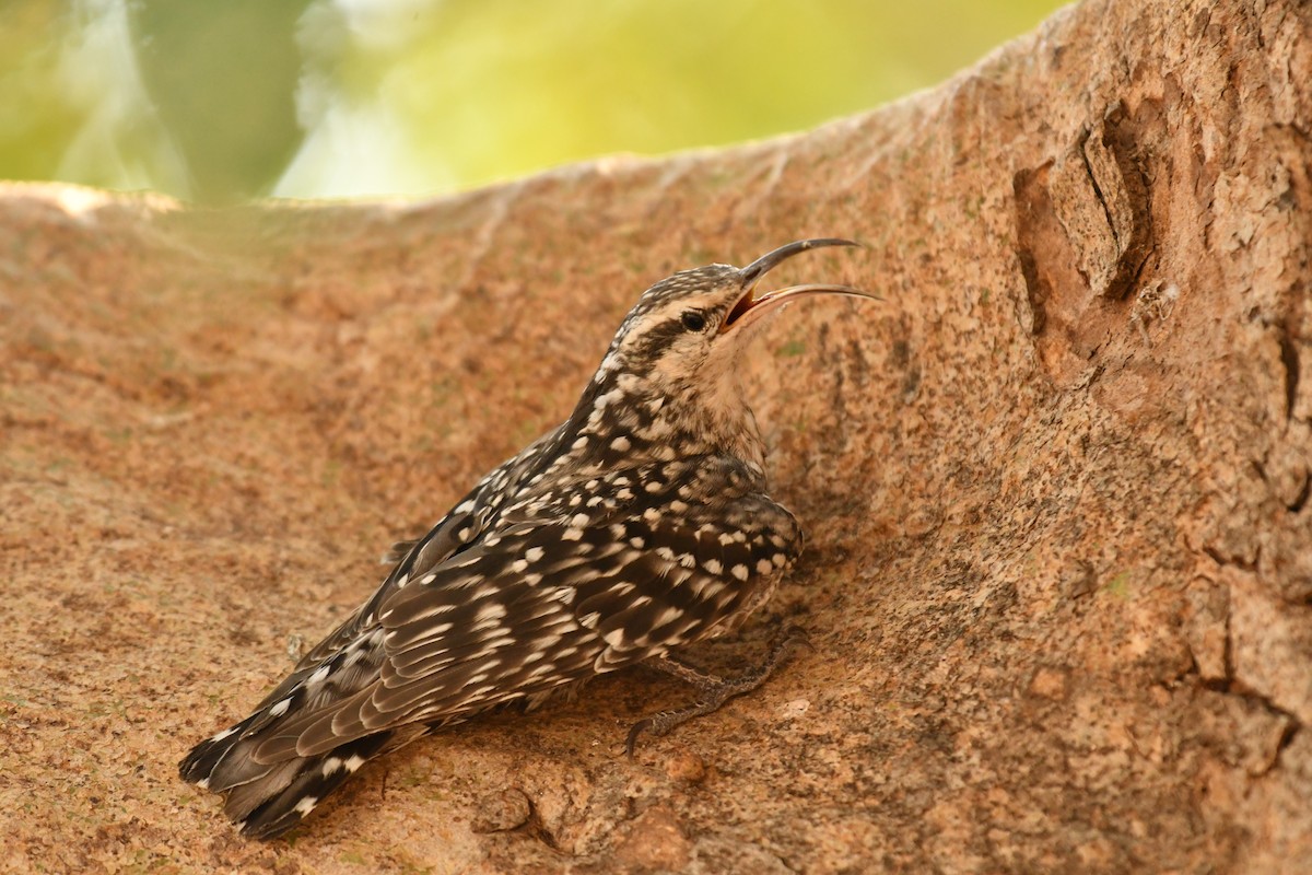 Indian Spotted Creeper - ML619617802