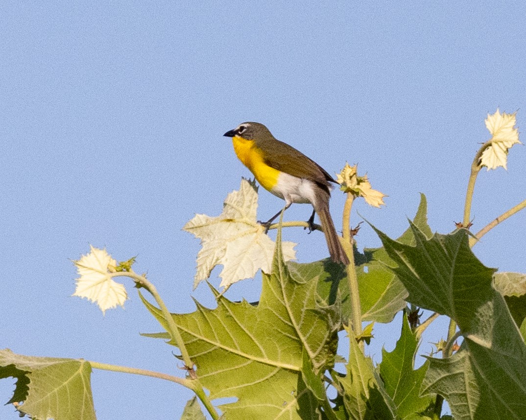 Yellow-breasted Chat - ML619617838